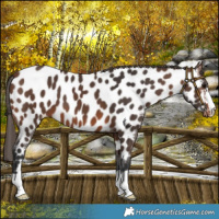 Horse Color:Brown Near Leopard 
