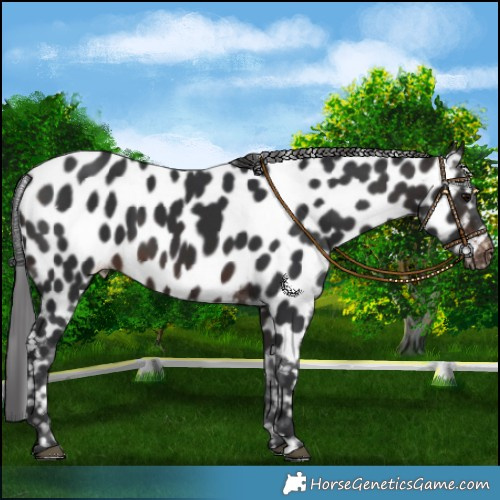 Horse Color:Brown Appaloosa 