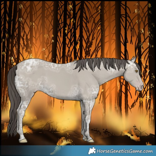 Horse Color:Classic Cream Champagne Ice 