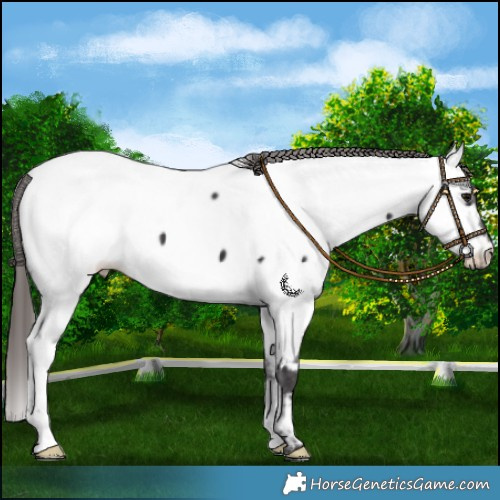 Horse Color:Smoky Black Fewspot 