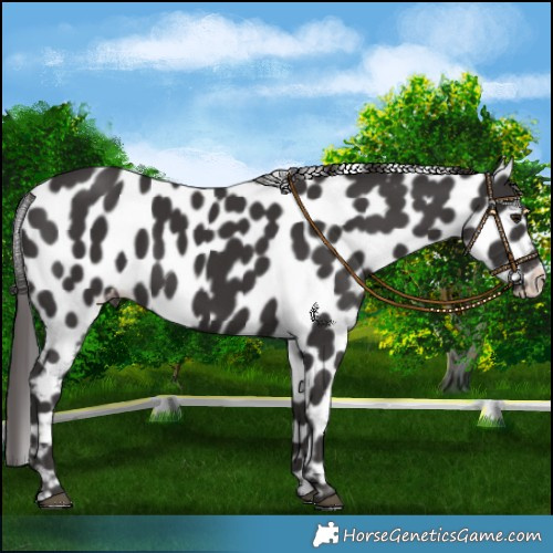 Horse Color:Smoky Black Leopard 