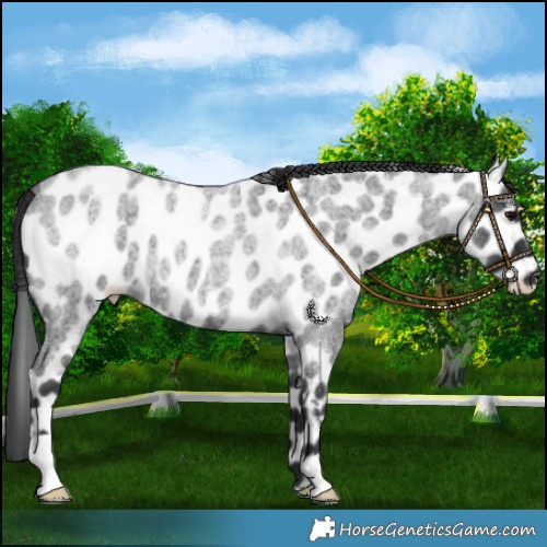 Horse Color:Blue Roan Leopard 