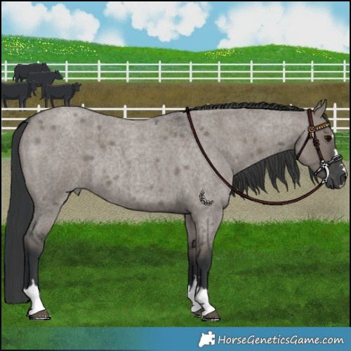 Horse Color:Grullo Roan 