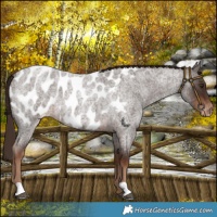 Horse Color:Liver Red Roan Appaloosa 