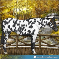 Horse Color:Black Near Leopard 