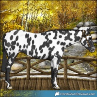 Horse Color:Black Near Leopard 