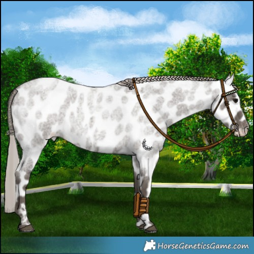 Horse Color:Silver Blue Roan Leopard 