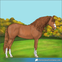 Horse Color:Chestnut 
