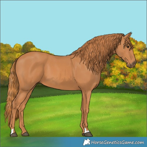 Horse Color:Chestnut 