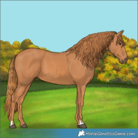 Horse Color:Chestnut 