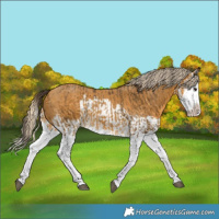 Horse Color:Buckskin Splash  and Palomino Splash 