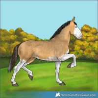 Horse Color:Buckskin Dun Splash  and Buckskin Dun Splash 