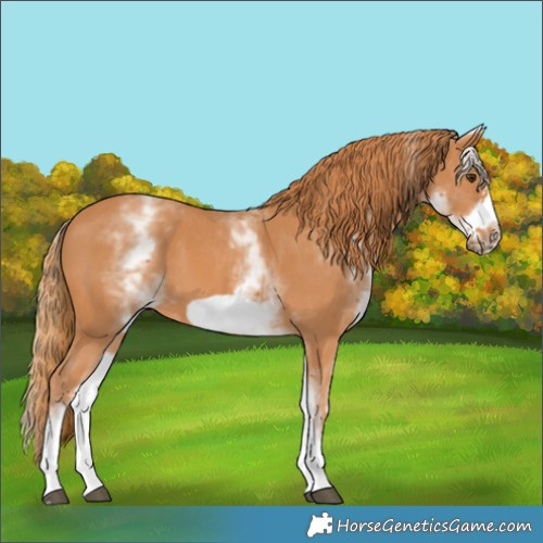 Horse Color:White Spotted Chestnut Frame 