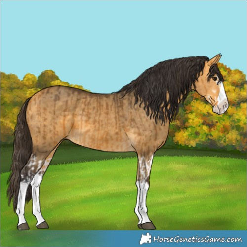 Horse Color:Buckskin Splash and Buckskin Dun Splash