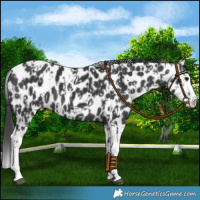 Horse Color:Black Splash Leopard  and Black Splash Leopard 