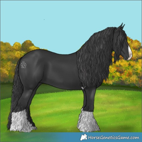 Horse Color:Black Splash Tobiano
