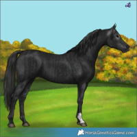 Horse Color:Black and Gray Black