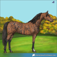 Horse Color:Black  and Bay 