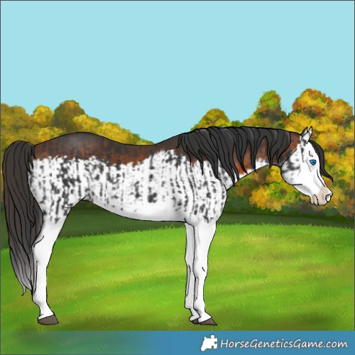 Horse Color:Black Splash and Brown Splash