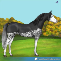 Horse Color:Black Splash  and Black Splash 