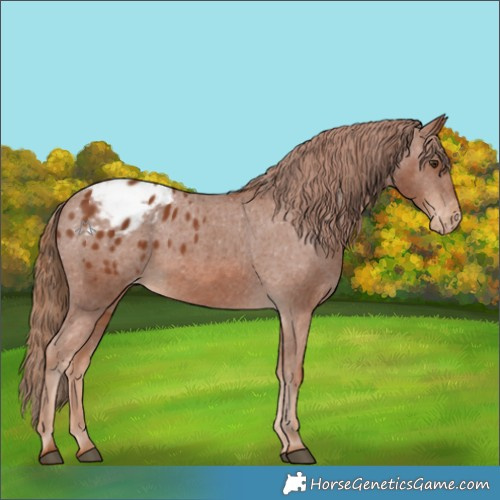 Horse Color:Chestnut Appaloosa