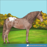 Horse Color:Chestnut Appaloosa