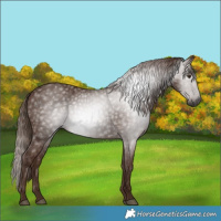 Horse Color:Gray Chestnut 