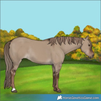 Horse Color:Liver Red Dun Rabicano 