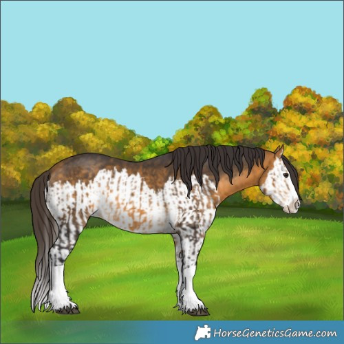 Horse Color:Buckskin Splash and Buckskin Splash