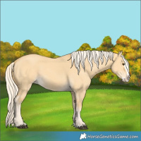 Horse Color:Palomino Dun Splash 