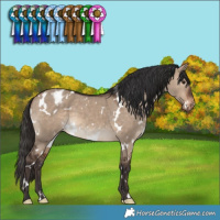 Horse Color:White Spotted Brown Dun Appaloosa 