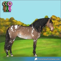 Horse Color:White Spotted Brown Dun Appaloosa 