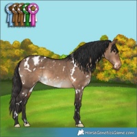 Horse Color:White Spotted Brown Dun Appaloosa