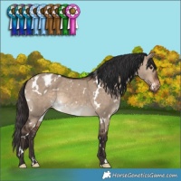 Horse Color:White Spotted Brown Dun Appaloosa 