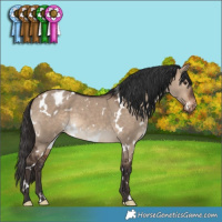 Horse Color:White Spotted Brown Dun Appaloosa