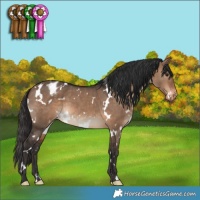 Horse Color:White Spotted Brown Dun Appaloosa