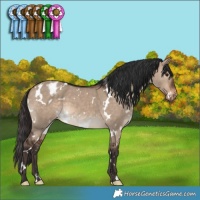 Horse Color:White Spotted Brown Dun Appaloosa 