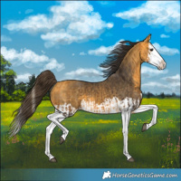 Horse Color:Buckskin Splash  and Buckskin Splash 