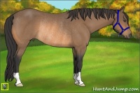 Horse Color:Buckskin Rabicano