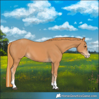 Horse Color:Chestnut Splash Tobiano 