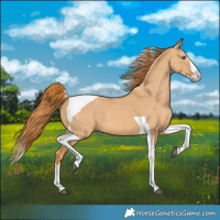 Horse Color:Red Dun Splash Tobiano 