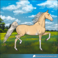 Horse Color:Palomino Splash Tobiano 