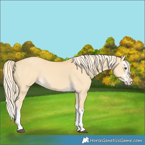 Horse Color:Palomino Dun Splash