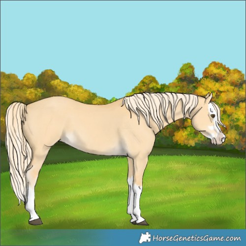 Horse Color:Palomino Dun Splash 