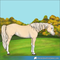 Horse Color:Palomino Dun Splash 