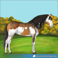 Horse Color:Buckskin Splash and Gray Buckskin Splash