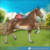 Horse Color:Chocolate Palomino Tobiano 