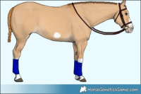 Horse Color:Red Dun Splash Frame 