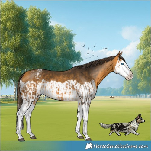 Horse Color:Buckskin Splash  and Buckskin Splash Appaloosa 
