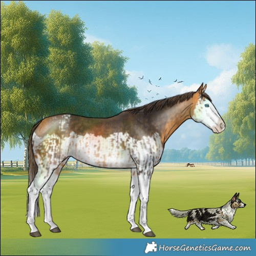 Horse Color:Buckskin Splash and Buckskin Splash Varnish